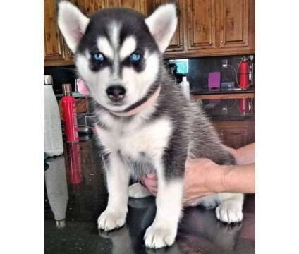 Mannered Siberian Husky Puppies For Sale