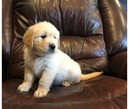 Well Golden Retriever Puppies For Sale