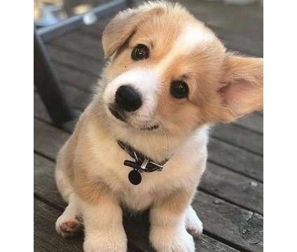 Uous Pembroke Welsh Corgi Puppies For Sale