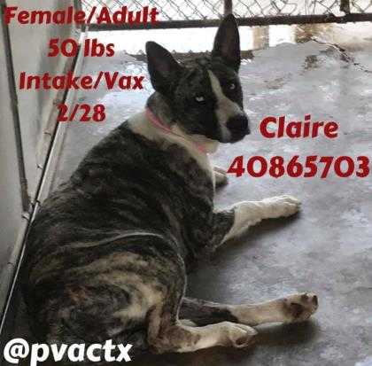 Adopt Claire a Tan/Yellow/Fawn Shepherd (Unknown Type) / Mixed dog in Edinburg