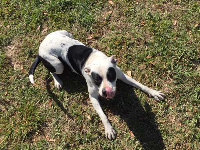 Adopt CHURRO a White - with Black American Pit Bull Terrier / Mixed dog in Green