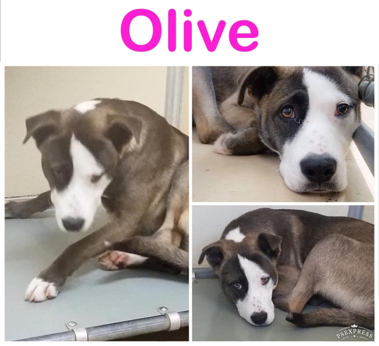 Adopt Olive a Brindle - with White Mixed Breed (Medium) / Mixed dog in