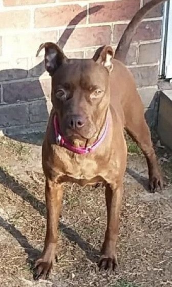 Adopt Koko a Brown/Chocolate American Pit Bull Terrier / Mixed dog in Zuni
