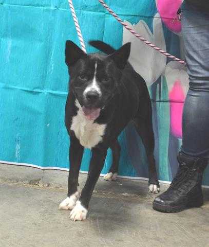 Adopt HAKEEM a Black - with White American Pit Bull Terrier / Husky / Mixed dog