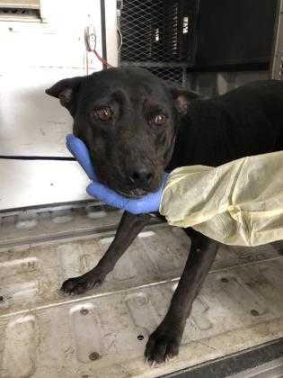Adopt Ren a Black Shepherd (Unknown Type) / Mixed dog in Edinburg, TX (24839683)