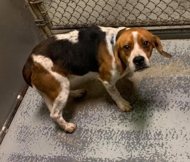Adopt Jace a Beagle / Mixed dog in Whiteville, NC (24186748)