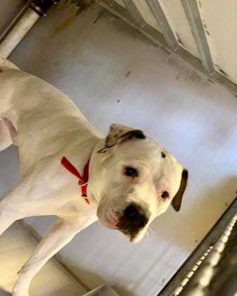 Adopt Arvonte a White American Pit Bull Terrier / Mixed dog in Kansas City