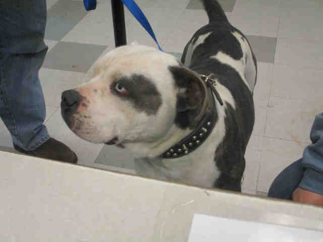 Adopt CADILLAC a White - with Gray or Silver American Pit Bull Terrier / Mixed