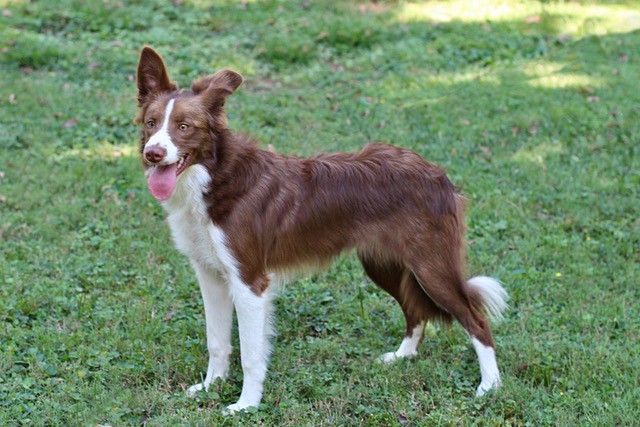 Adopt Cocoa a Red/Golden/Orange/Chestnut - with White Border Collie / Mixed dog