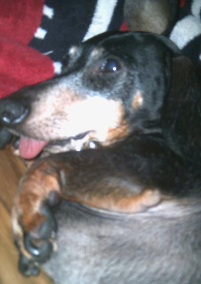 Adopt Champ a Dachshund
