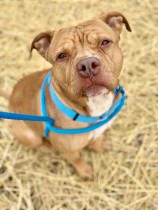 Adopt Weezy 56 a Tan/Yellow/Fawn American Pit Bull Terrier / Mixed dog in
