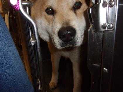 Adopt Lily-RV a Red/Golden/Orange/Chestnut Shiba Inu / Mixed dog in Arlington