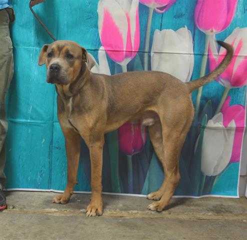 Adopt PENLEY a Tan/Yellow/Fawn Mastiff / Mixed dog in Louisville, KY (24863560)