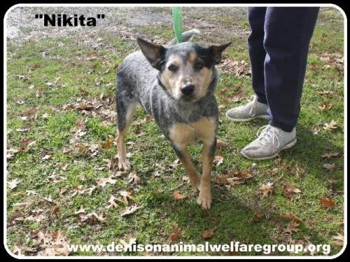 Adopt Nikita a Australian Cattle Dog / Mixed dog in Denison, TX (24196579)