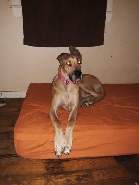 Adopt Zoe, Buddy 1 a Tan/Yellow/Fawn Great Dane / Mixed dog in Bullard