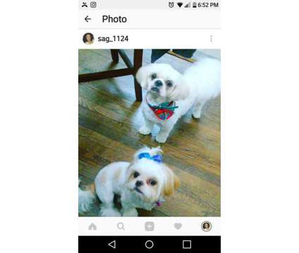 Shih-tzu puppies