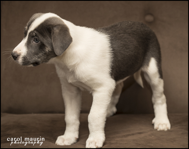 Adopt Louise a Labrador Retriever, Pit Bull Terrier