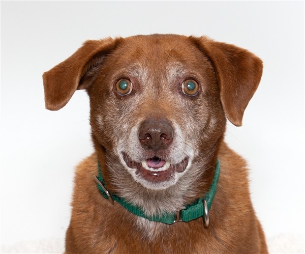 Adopt Max a Terrier (Unknown Type, Medium) / Mixed dog in San Luis Obispo
