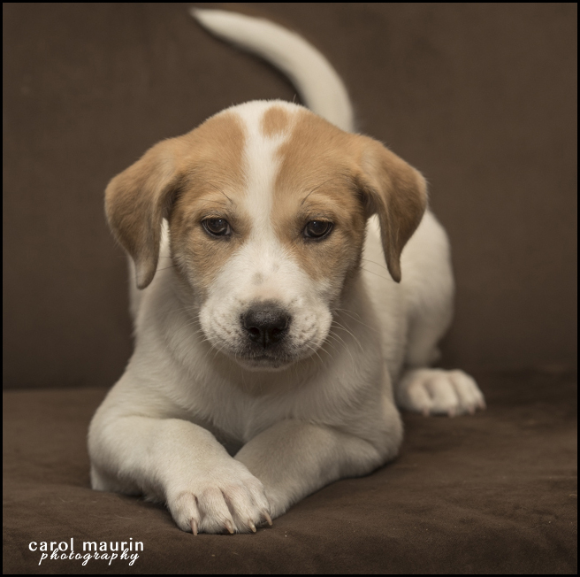 Adopt Thelma a Labrador Retriever, Pit Bull Terrier