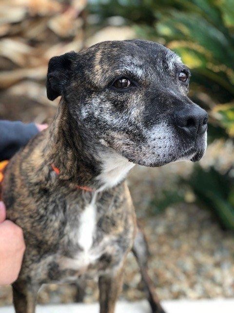 Adopt Daisy a Pit Bull Terrier / Mixed dog in Las Vegas, NV (24626340)