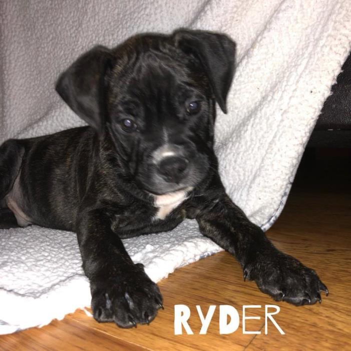 Adopt Ryder a Boston Terrier