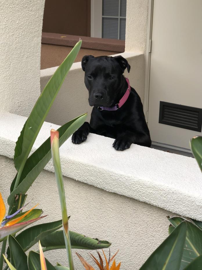 Adopt Delilah (lila) a Black Labrador Retriever / American Pit Bull Terrier dog