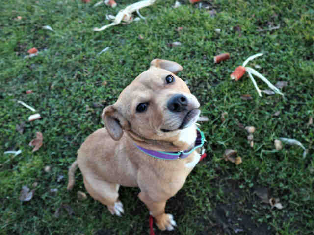 Adopt LISA LITTLE a Brown/Chocolate - with Tan Mixed Breed (Medium) / Mixed dog