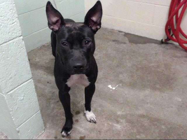 Adopt TINKY a Black - with White American Pit Bull Terrier / Mixed dog in