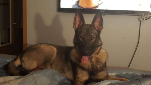 Adopt Remi a German Shepherd Dog