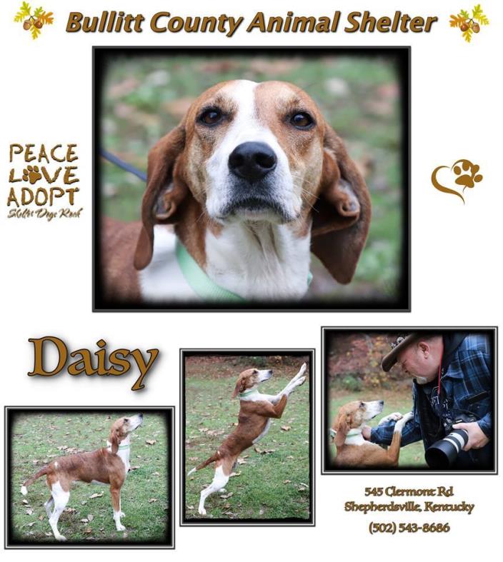 Adopt Daisy a Hound