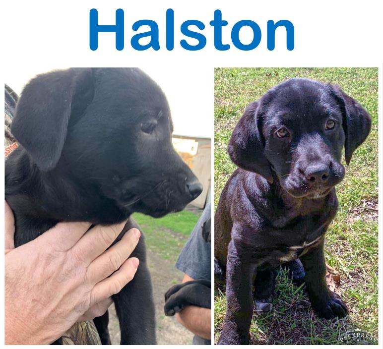 Adopt Halston a Black Labrador Retriever / Mixed dog in Arlington, VA (24863764)