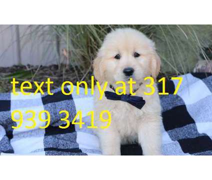 n,mn,bbm golden retriever Puppies For Sale