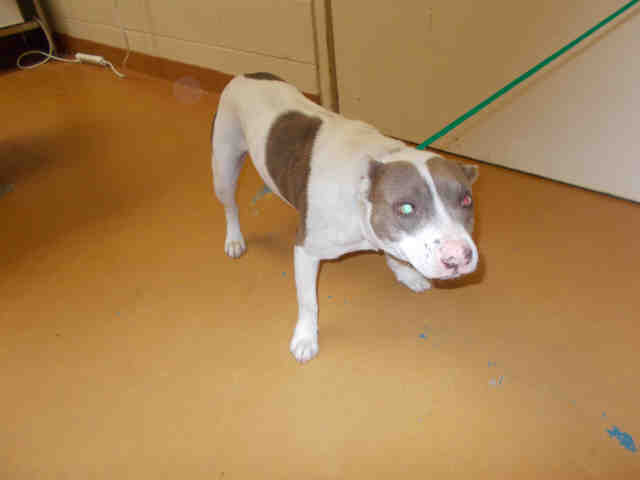 Adopt HUEY HIPPO a American Staffordshire Terrier, Mixed Breed