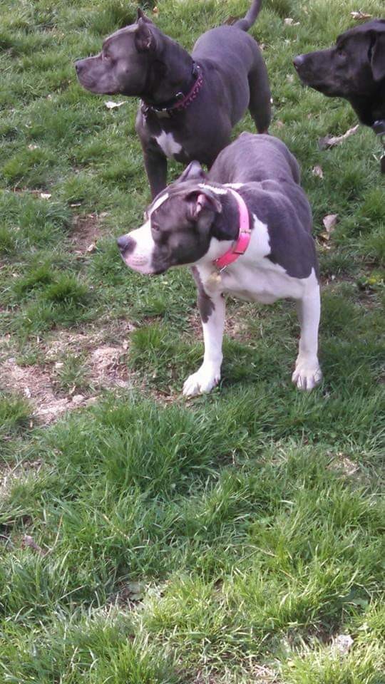 Adopt Chica a Gray/Blue/Silver/Salt & Pepper American Pit Bull Terrier / Mixed