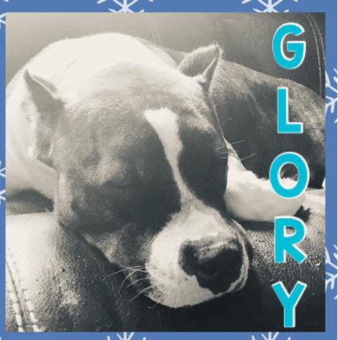 Adopt Glory a Brindle - with White American Staffordshire Terrier / Mixed dog in