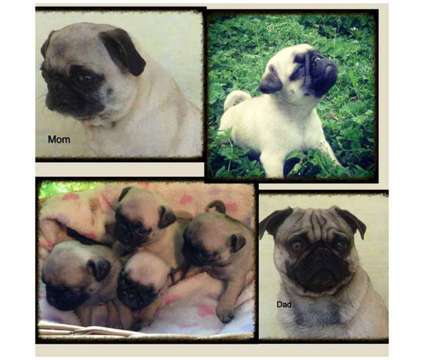 AKC Pugs OFA and DNA tested