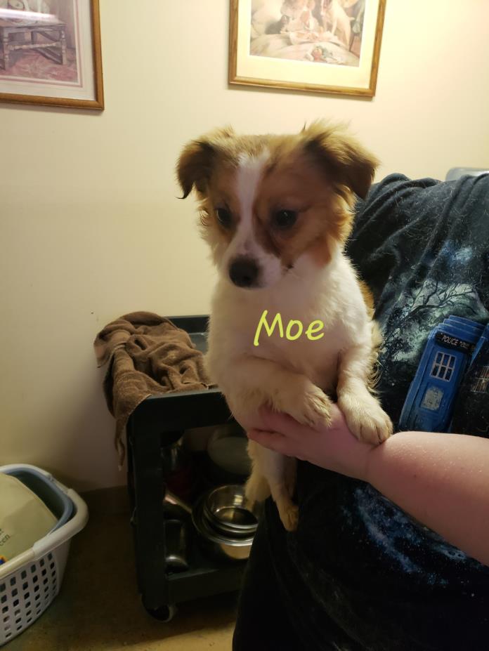 Adopt Moe a Corgi, Parson Russell Terrier