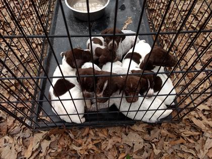 Registered German Shorthaired Pointers