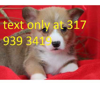 hgkfjfhkhg Corgi Pups For Sale