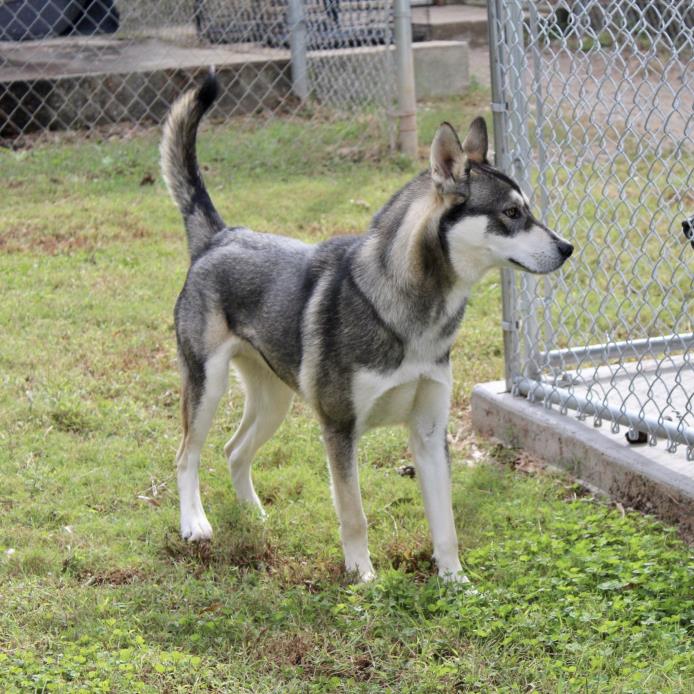 Adopt Bronco a Husky