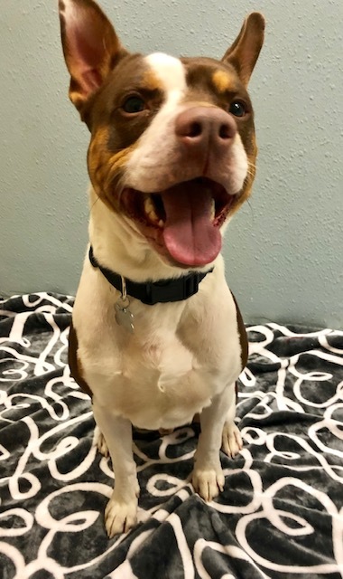Adopt Gizmo a Terrier, Mixed Breed