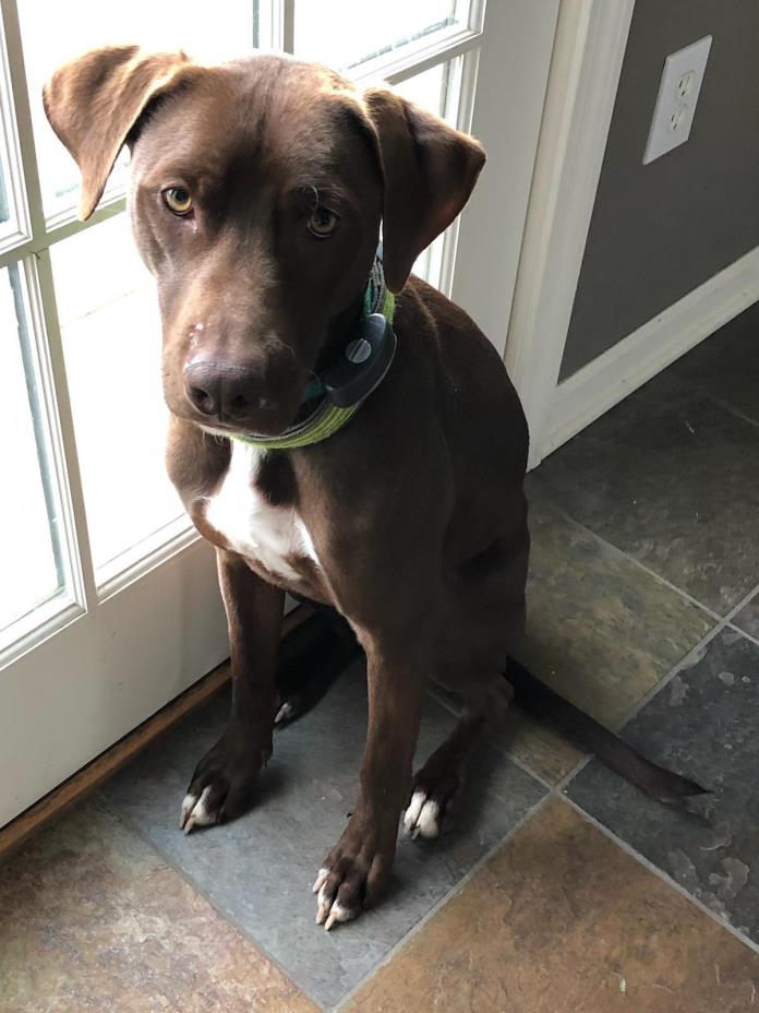 Adopt Henry a Brown/Chocolate - with White Labrador Retriever / Mixed dog in