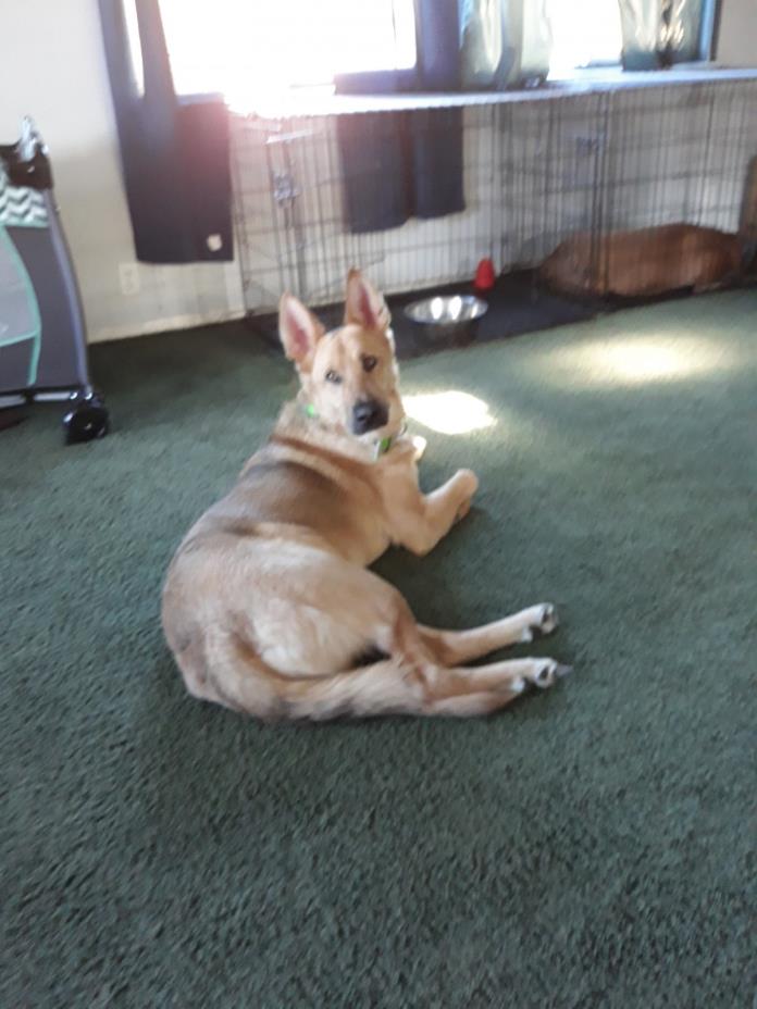 Adopt Wisky a Black - with Tan, Yellow or Fawn German Shepherd Dog / Mixed dog