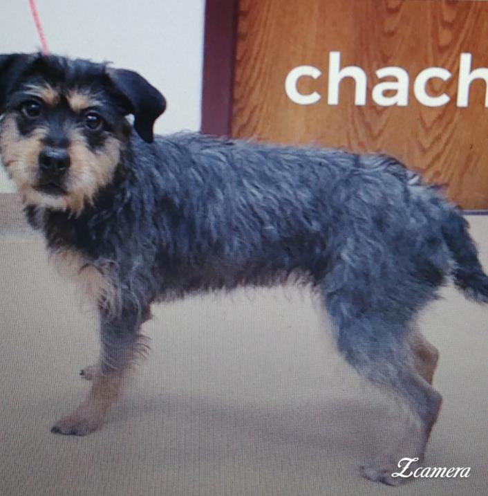 Adopt Chacha a Black - with Brown, Red, Golden, Orange or Chestnut Terrier