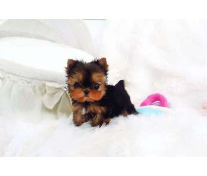 Beautiful New Micro Teacup Yorkie Available