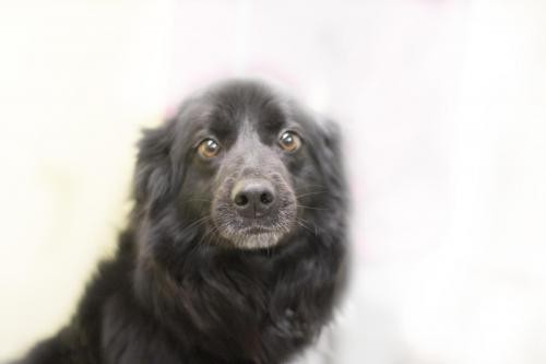 Adopt Brooke a Black Border Collie / Mixed dog in Mountain Home, AR (24657535)
