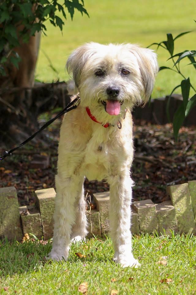 Adopt Maddie-MS a Wheaten Terrier