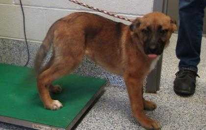 Adopt Petey a Tan/Yellow/Fawn Anatolian Shepherd / German Shepherd Dog / Mixed