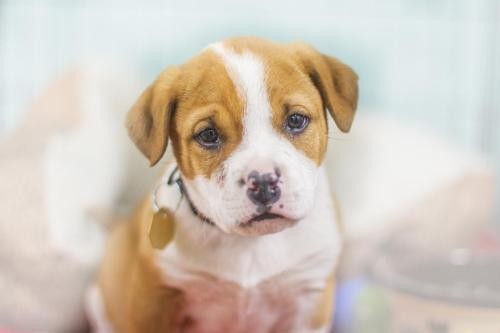 Adopt Patrick a Labrador Retriever / Mixed dog in Mountain Home, AR (24657536)