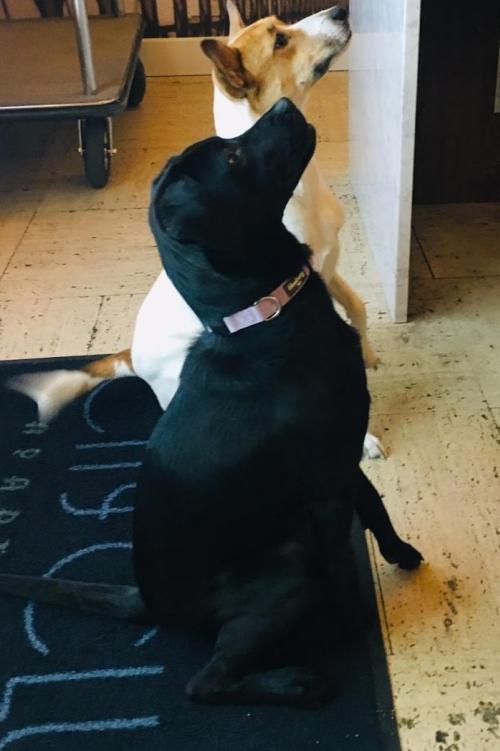 Adopt Hershey (aka Paige) a Labrador Retriever